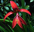 A lillium? not a true lily, I have seen this some were- will see if i can find it again. found a name - Sprekelia formosissima, [2].