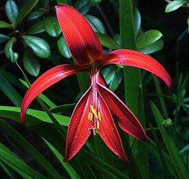 Sprekelia formosissima