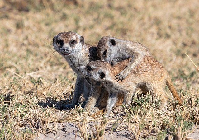 图为一群玩耍中的狐獴(Suricata suricatta)，摄于博茨瓦纳的马卡迪卡迪盐沼国家公园。