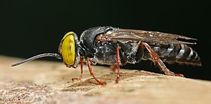 Tachysphex sp. wasp