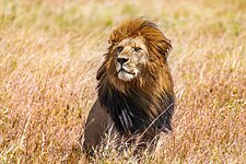 Lion (Panthera leo)