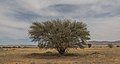 突尼斯的北非金合歡 Vachellia tortilis subsp. raddiana