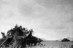 Soviet tanks under netting dressed with vegetation, 1938