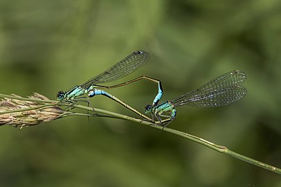 Blue-tailed damselfies Ischnura elegans) mating female typica ♂♀ England, UK