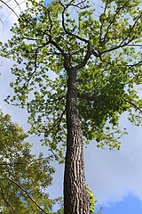Quercus montana in Pennsylvania