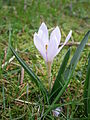 Colchicum hungaricum