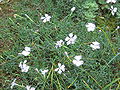 Dianthus gallicus