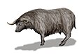 Euceratherium, North America