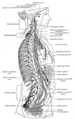 右侧交感链及其与胸部、腹部和盆腔丛的联系