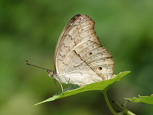 Ventral view