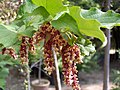 Pendulous flower racemes of specimen in Real Jardín Botánico de Madrid