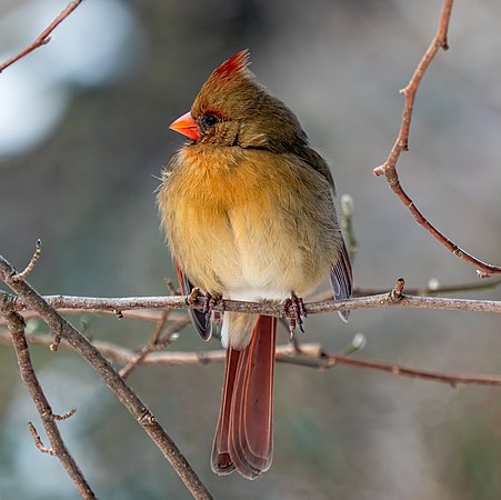 圖為美國紐約城中央公園內的一隻雌性北美紅雀（Cardinalis cardinalis）。與呈深紅色的雄性不同，雌性北美紅雀呈淡紅色，亦因飲食而出現不同的顏色差異。與北美鳴禽不同，北美紅雀不論雄性或雌性均會鳴歌。