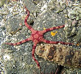 Ophiolepis superba, an Ophiolepididae