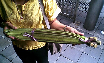 Large Oroxylum pods sold at a market in Bangkok, Thailand