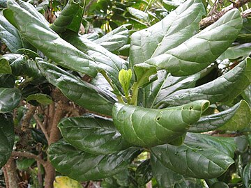 Foliage, showing distinctive rolled leaves