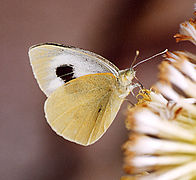 加那利粉蝶 Pieris cheiranthi