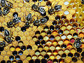 儲藏在蜂房裏的蜂花粉
