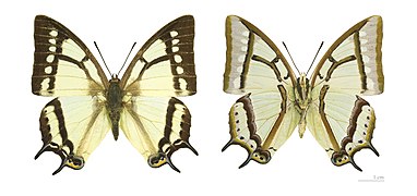 二尾蛱蝶 P. narcaea♂