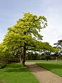 Golden English Oak Quercus robur 'Concordia', Wilton House.
