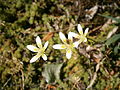 Saxifraga bryoides