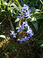 Scilla bifolia