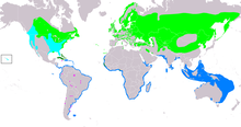 Map showing the breeding range of Sterna hirundo (most of temperate northern hemisphere), and wintering areas (coasts in tropics and southern hemisphere).