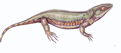 Tuditanus, a tuditanid "microsaur"