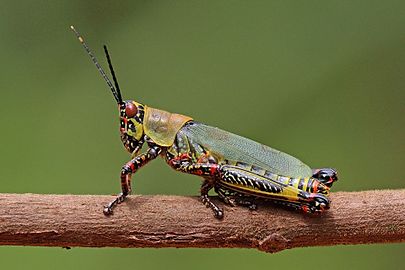 Variegated grasshopper Zonocerus variegatus Ghana