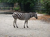 Chapman's zebra