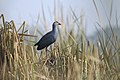 Grey-headed Swamphen breeds here in numbers