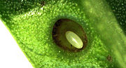 Presumed egg of Calophya schini in pit gall on Schinus molle