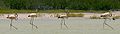 Caribbean Flamingos, in line in Lago de Oviedo, Dominican Republic.