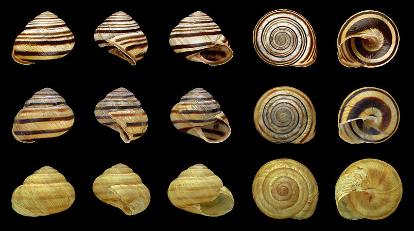 图为一些罗纹带状蜗牛（Caucasotachea vindobonensis）。