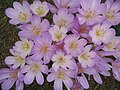 Colchicum byzantinum clump