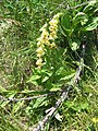 Digitalis grandiflora