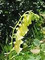 Digitalis grandiflora