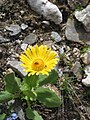 Doronicum grandiflorum