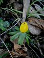 Eranthis hyemalis bud