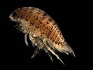 Speckled sea louse, a carnivorous isopod found on sandy shores