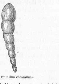 Dentalina commonis, which belongs to an order Lagenide of benthic foraminifera that have a finely perforated radial calcitic shell , in which the crystals appear wrapped by organic membranes.