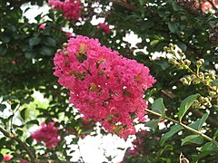 Crape-myrtle