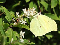 尖鈎粉蝶 Gonepteryx mahaguru aspasia