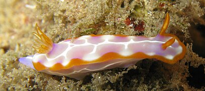 Hypselodoris iacula（英语：Hypselodoris iacula）