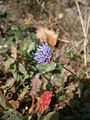 Jasione montana