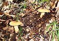 Lactarius volemus of Sumadija