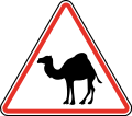 115.3 Domestic animals crossing (camels)