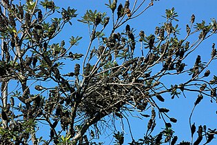 Nest in a banksia tree