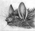 Myotis nigricans illustration