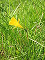 Narcissus bulbocodium close-up