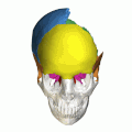 动画中的除去左侧顶骨，露出颅腔（英语：cranial cavity）与颅底（英语：base of skull）的内部空间。